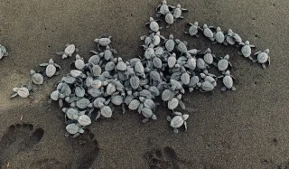 Sea Turtle Sex Crisis: Why 99% Are Now Female | OpenGraph Preview Image